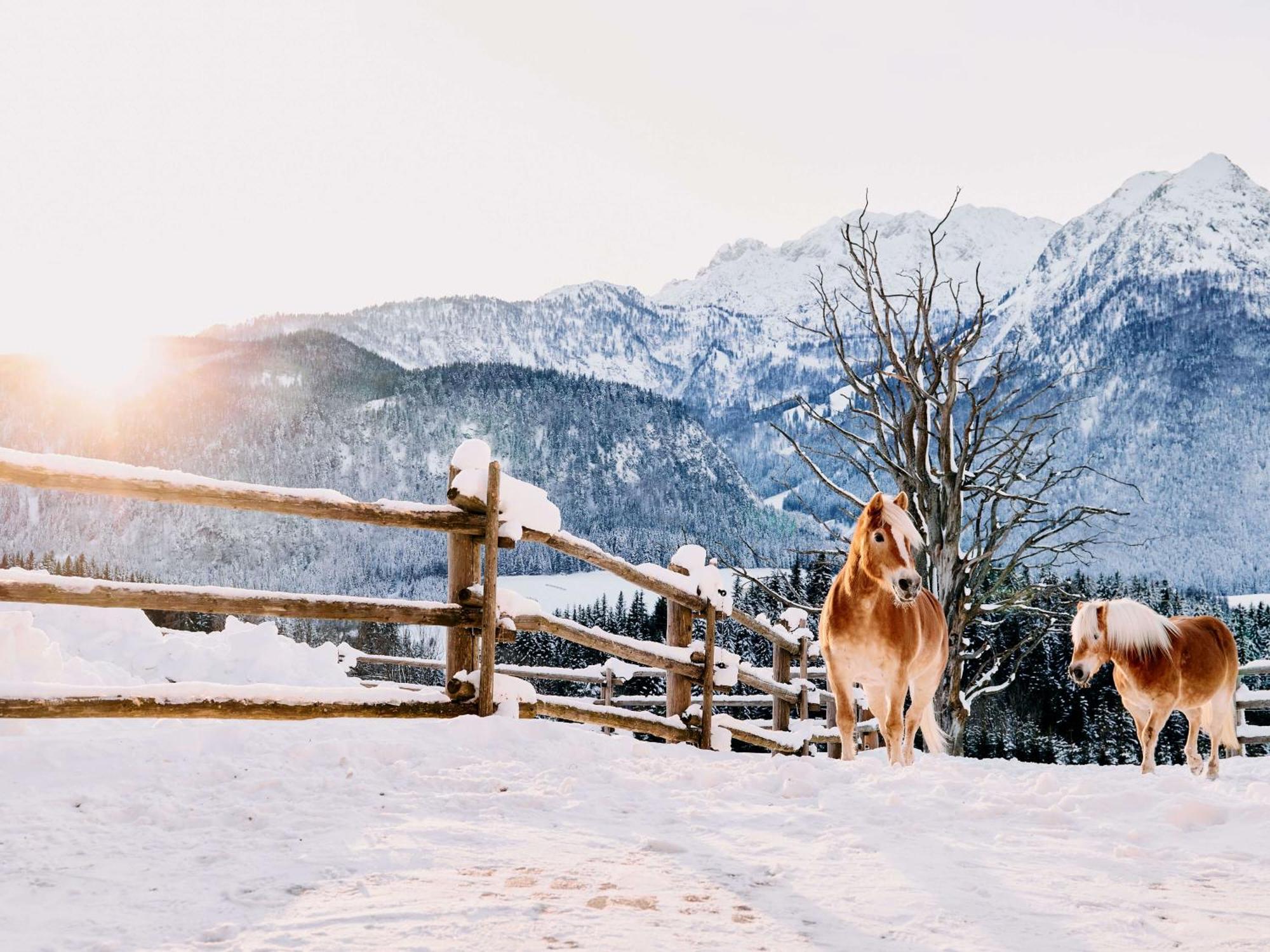 Отель Winterstellgut Аннаберг-им-Ламмерталь Экстерьер фото